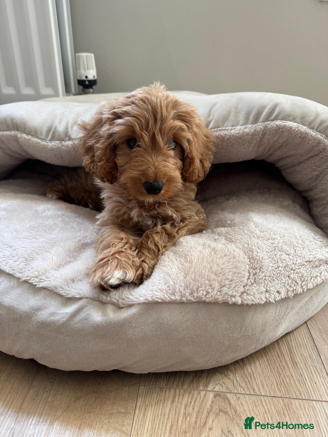 Cockapoo dogs for sale: F1B Female Cockapoo puppy - Image 3