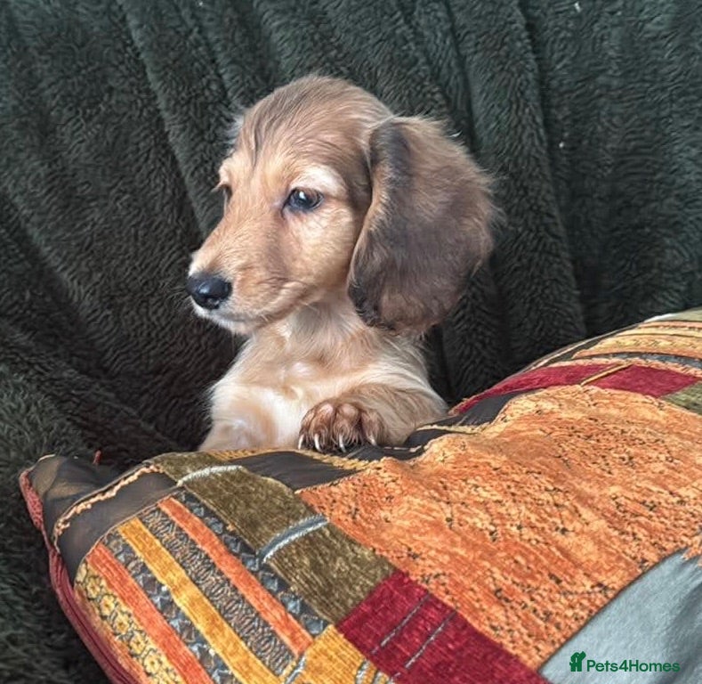 Miniature Dachshund dogs GORGEOUS KC reg PRA CLEAR MINI DACHSHUND PUPPIES - Advert 2