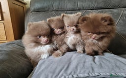 Pomeranian dogs for sale: Kc registered teddy bear pomeranians - Image 9