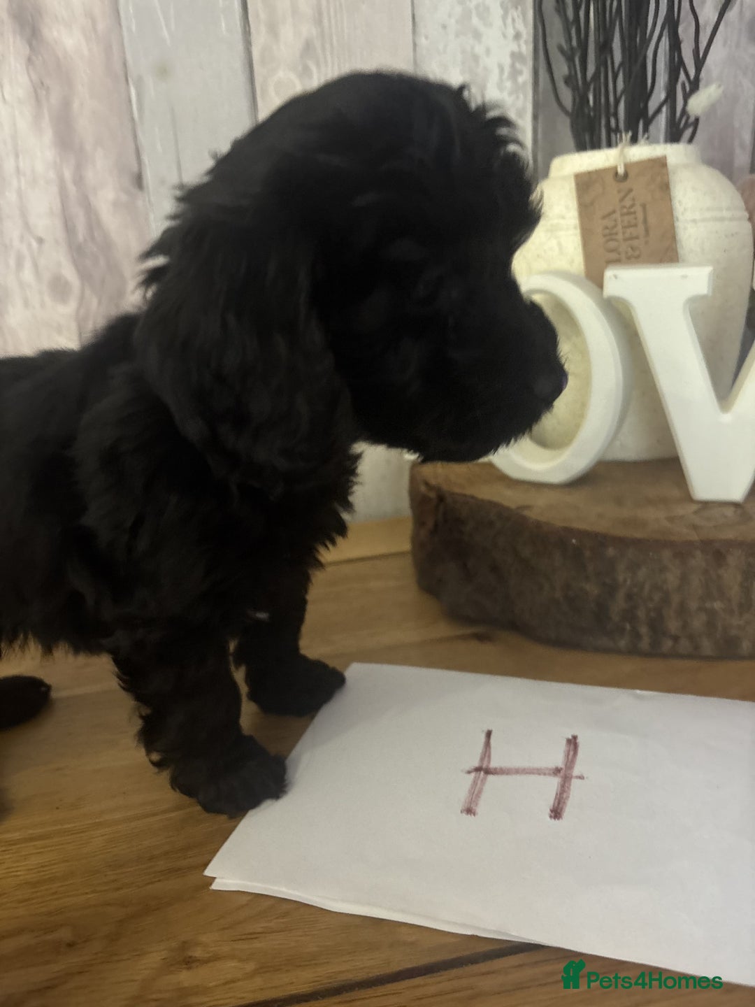 Cockapoo dogs for sale: Cockapoo Puppies looking for their forever homes - Advert 33