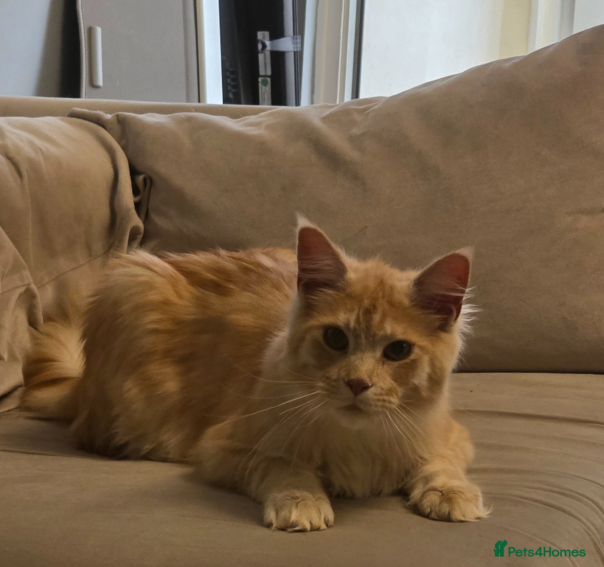 Maine Coon cats for sale: Big Mainecoon Male baby left  - Advert 1
