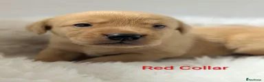 Red Collar