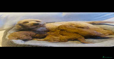 Cockapoo dogs - Advert 4