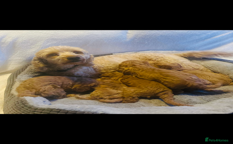 Cockapoo dogs - Advert 5
