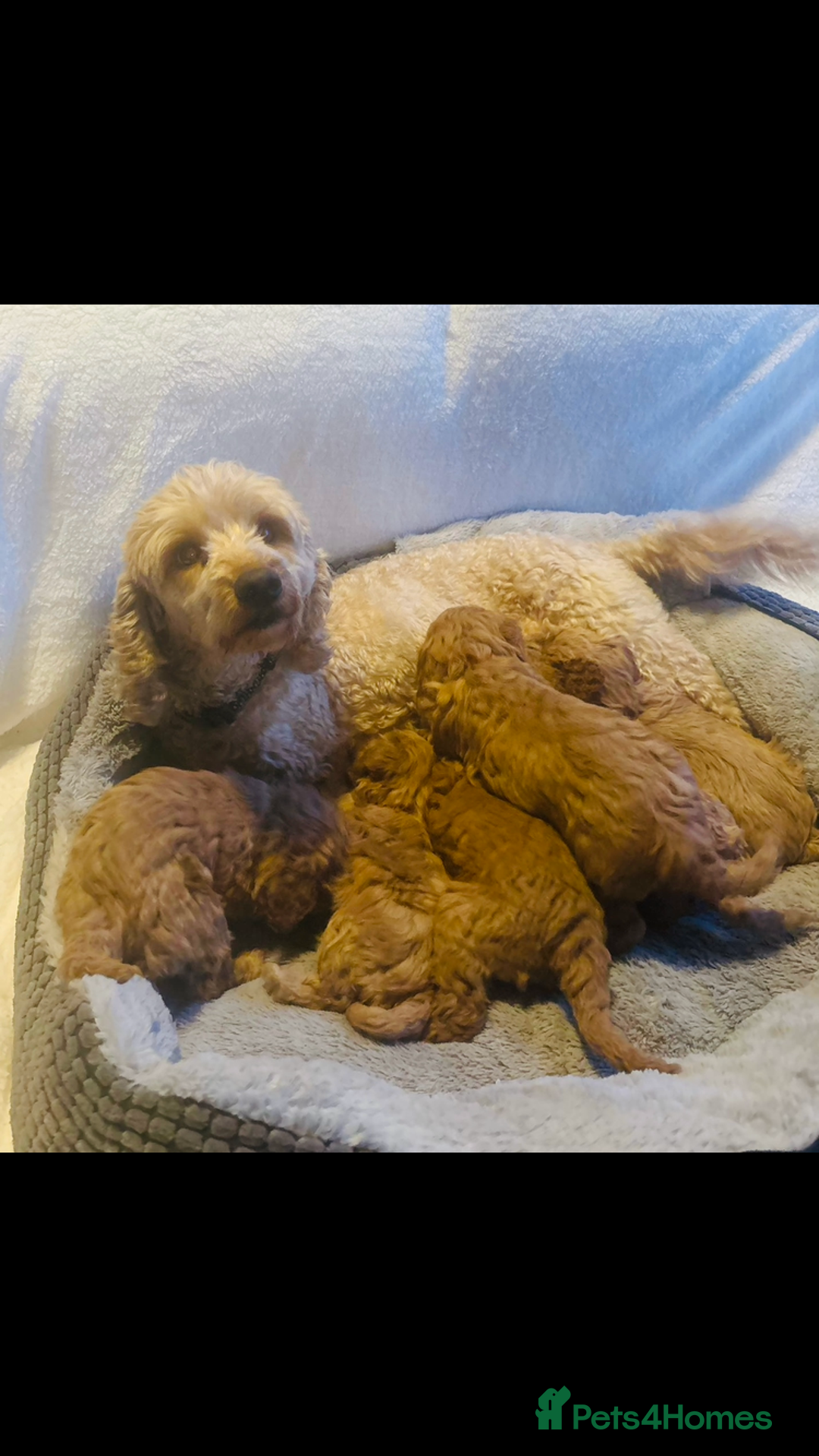 Cockapoo dogs for sale: Stunning F1B Cockapoo puppies - Image 1
