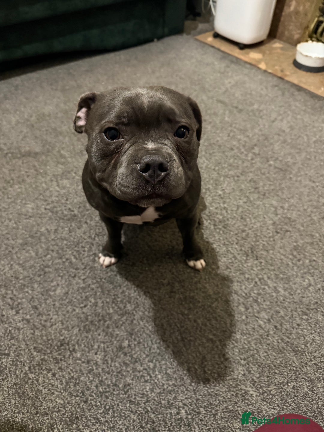 Staffordshire Bull Terrier dogs for sale: Staffordshire bull terrier kc reg  - Advert 3