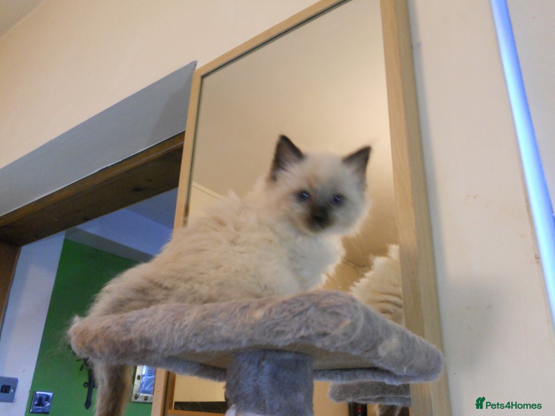 Ragdoll cats for sale: 😎 RAGDOLL KITTENS PUREBRED 100% STOKE 😍 - Image 10