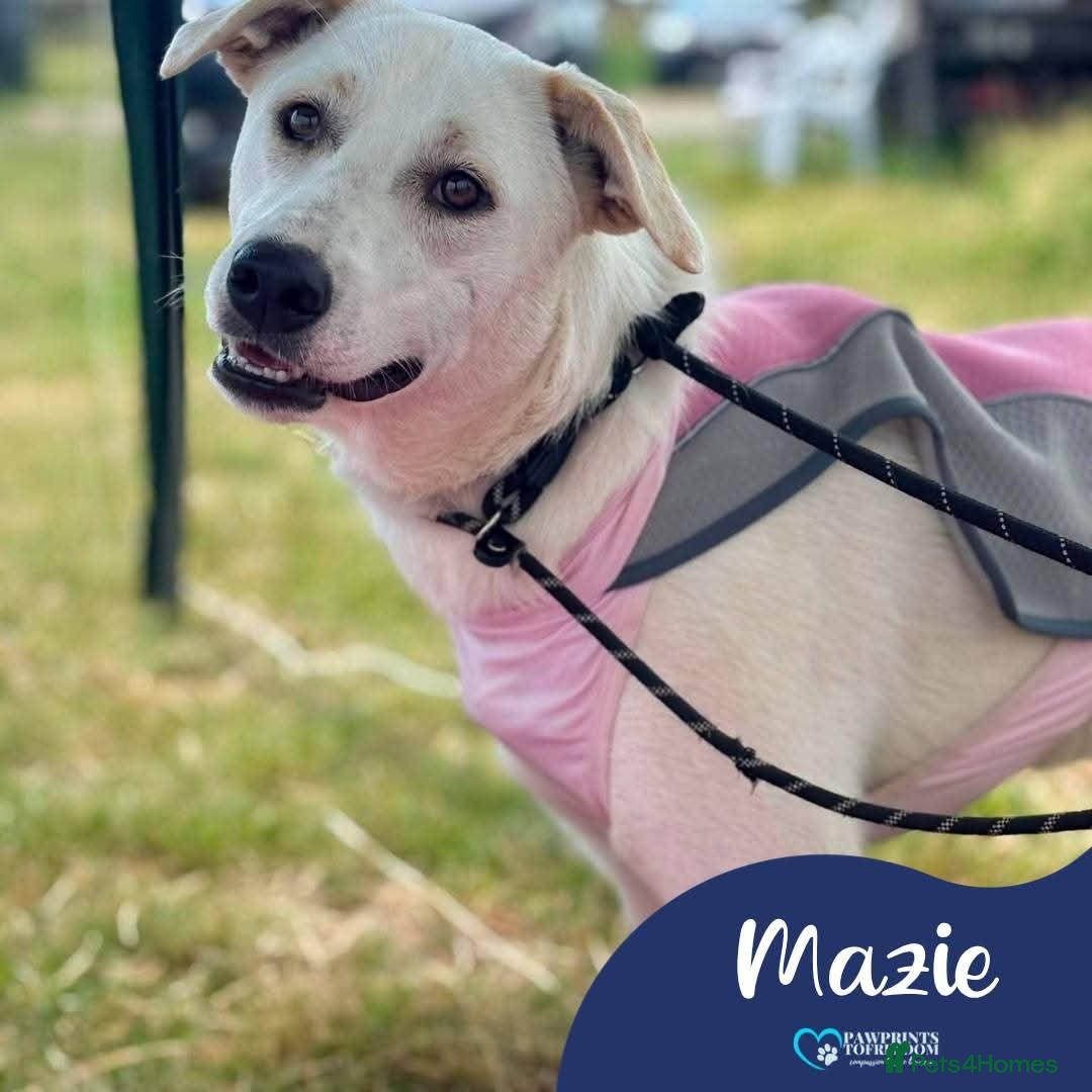 Mixed Breed dogs Meet Mazie, currently residing in Essex - Advert 1