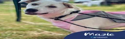 Mixed Breed dogs for adoption: Meet Mazie, currently residing in Essex in Frinton-on-Sea - Advert 1