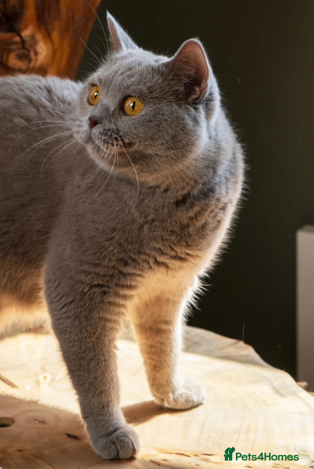 British Shorthair cats for sale: BSH 5 Generation Pedigree Lilac Kitten - Advert 2