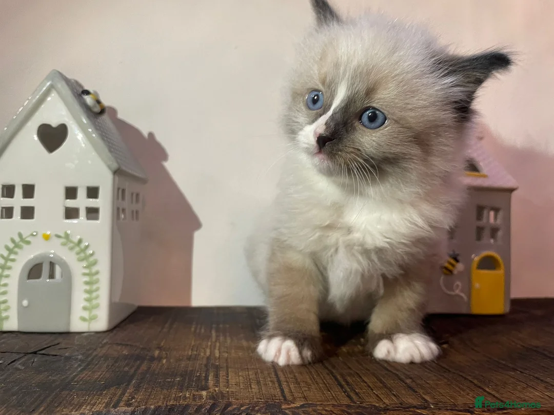 Ragdoll cats for sale: Beautiful Purebred Ragdoll Kittens  - Advert 11