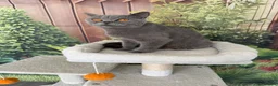 British Shorthair cats for sale: gorgeous british shorthair  - Advert 3