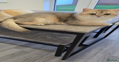 British Shorthair cats - Advert 3