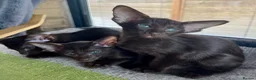 Havana Brown cats for sale: Exclusive Pedigree Havana Brown Kittens GCCF reg - Advert 9