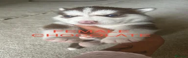 KOKO