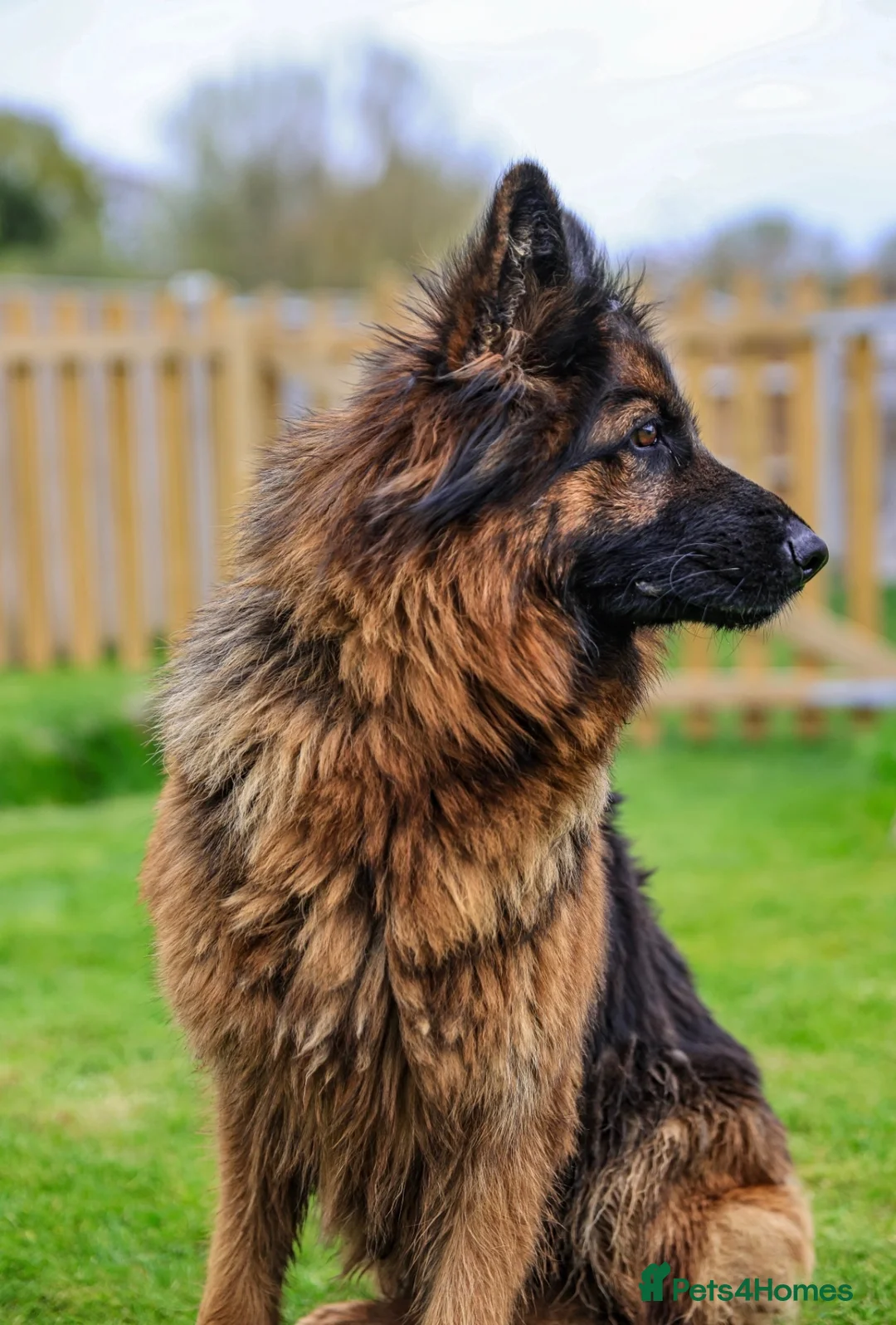 German Shepherd dogs for sale: Mature Female German Shepard 🐾🐾🐾 - Advert 4