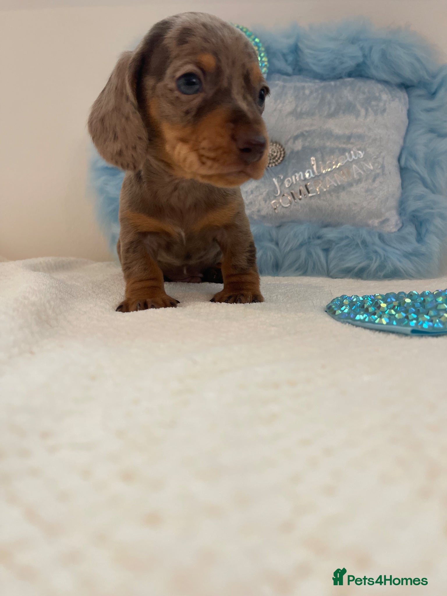Miniature Dachshund dogs Beautiful miniature Dachshuhds available  - Advert 20