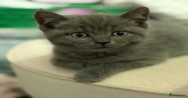 Mixed Breed cats - Advert 6