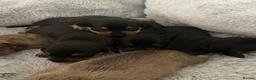 Miniature Dachshund dogs for sale: Miniature dashunds  - Advert 8