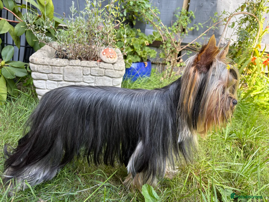Yorkshire Terrier dogs for stud: 1.8kg miniature KC reg STUD Yorkshire terrier in Caterham - Advert 12