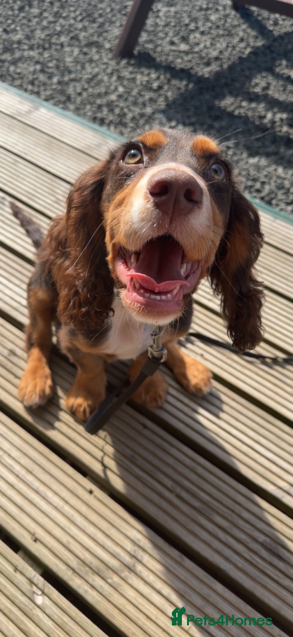 Cocker Spaniel dogs 8 month old male cocker spaniel - Advert 3