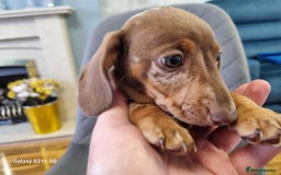 Miniature Dachshund dogs for sale: Miniature dachshund short haired puppies for sale£ - Image 15