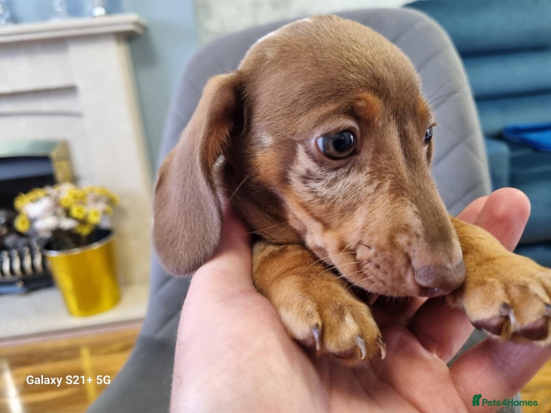 Miniature Dachshund dogs for sale: Miniature dachshund short haired puppies for sale£ - Image 15