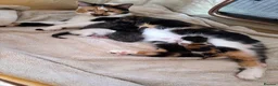 Mixed Breed cats for sale: Black female kitten  - Advert 3
