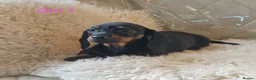 Miniature Dachshund dogs for sale: 🐕🐕6 adorable miniature dashund puppies 🐕🐕 - Advert 13