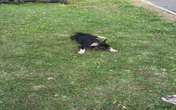 French Bulldog dogs for sale: Last boy for sell needs his forever home  - Image 5