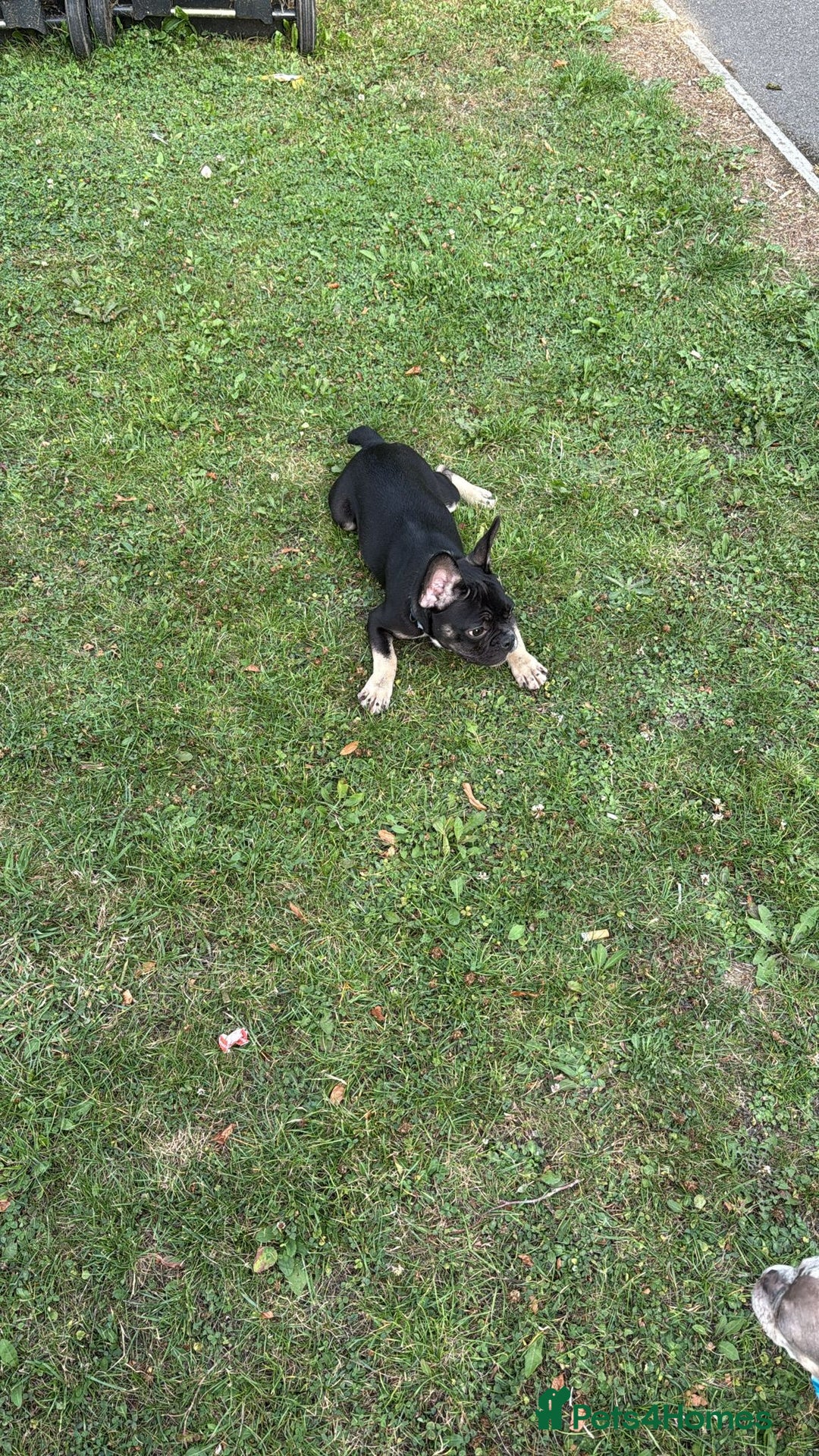 French Bulldog dogs for sale: Last boy for sell needs his forever home  - Image 5