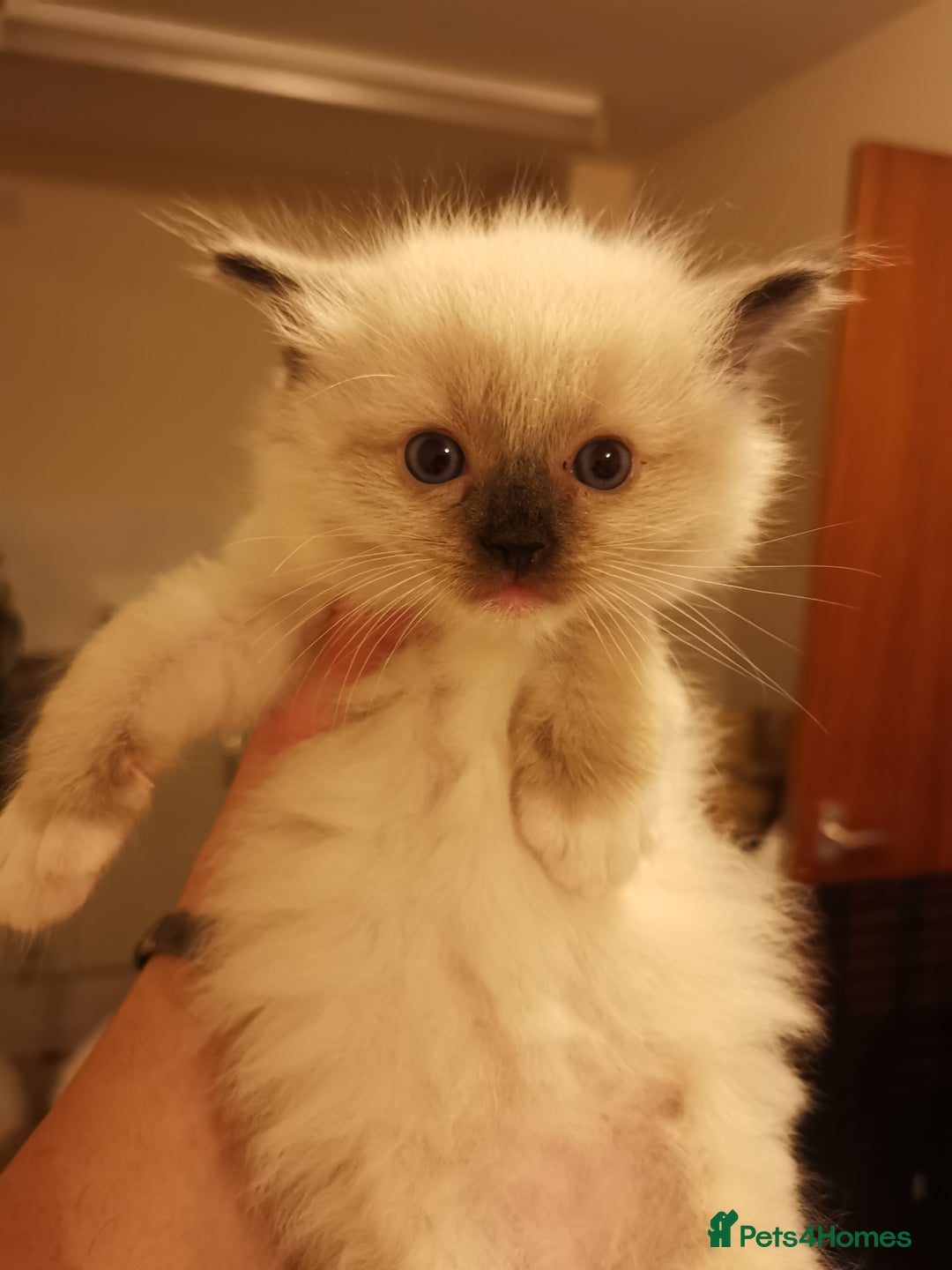 Ragdoll cats for sale: Beautiful Ragdoll Kittens - Image 10