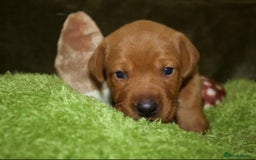 Labrador Retriever dogs for sale: 🐾 KC Registered Fox Red Lab Puppies 🐾 - Image 35