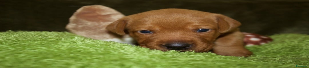 Labrador Retriever Puppy 6
