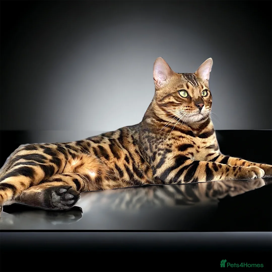 Bengal cats for sale: Seeking His Forever Home xx - Advert 2