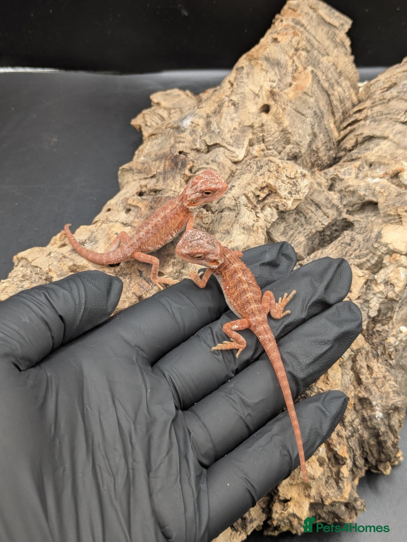 Bearded Dragon reptiles for sale: Mixed bearded dragons - Advert 4