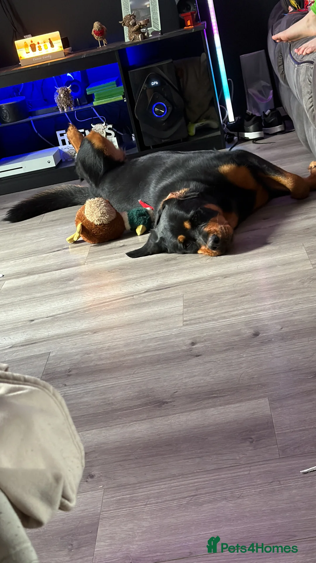 Mixed Breed dogs for sale: Bella - Advert 2