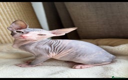 Sphynx cats for sale: Donskoy Sphynx Kittens - Image 30
