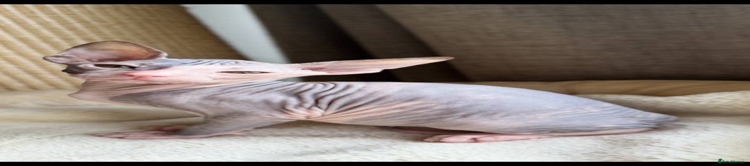 Sphynx Kitten 3