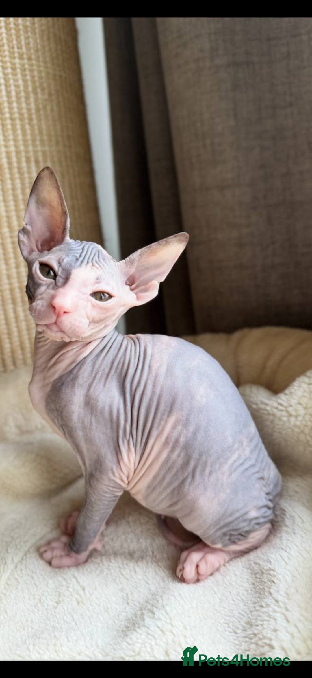 Sphynx cats for sale: Donskoy Sphynx Kittens - Image 30