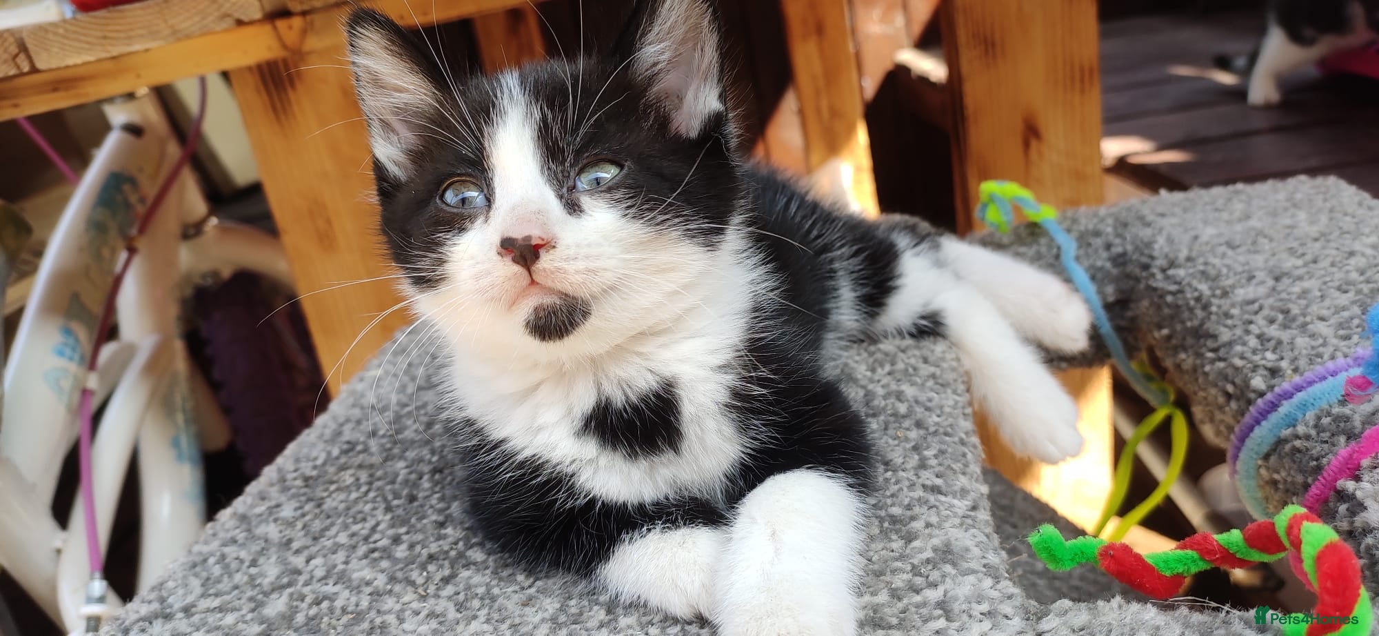 Turkish Angora cats Kittens - Advert 1