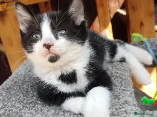 Turkish Angora cats Kittens - Advert 4