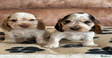 Cocker Spaniel dogs - Advert 5