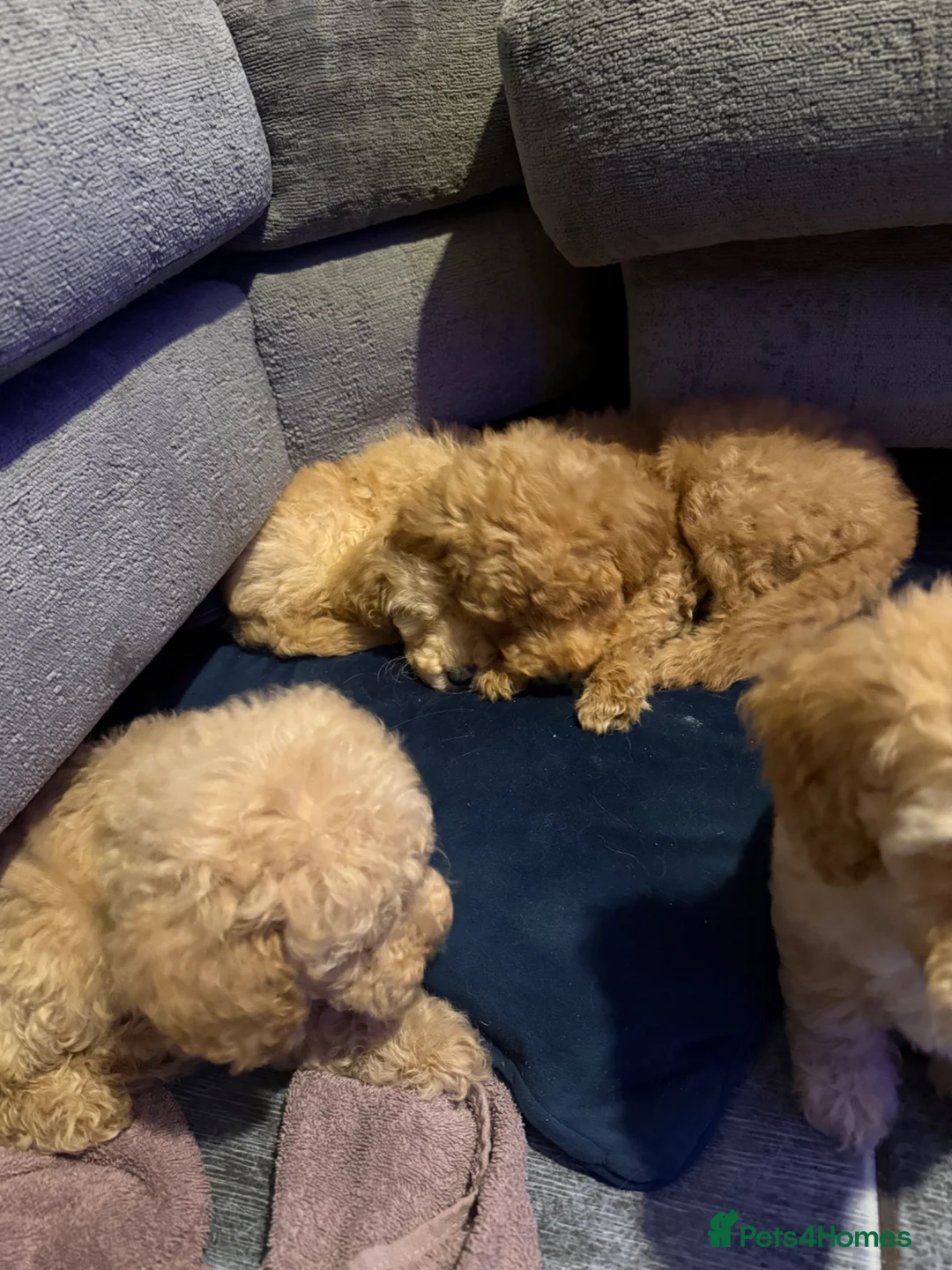 Mixed Breed dogs for sale: Labradoodle x cockerpoo puppies - Advert 10
