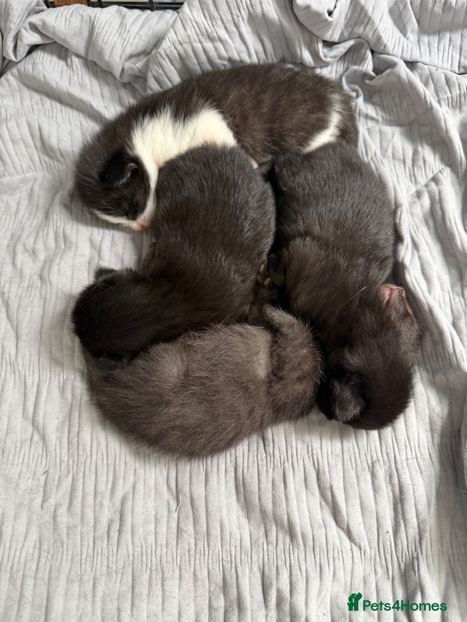 Domestic Shorthair cats 4 gorgeous babies - Advert 6