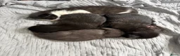 Domestic Shorthair cats for sale: 4 gorgeous babies in Milton Keynes - Advert 1
