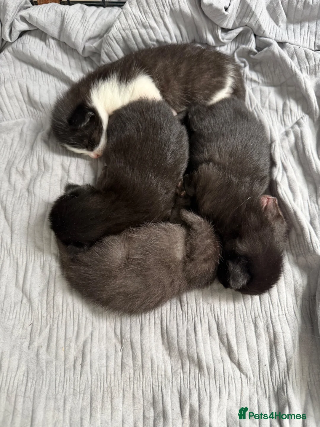 Domestic Shorthair cats for sale: 4 gorgeous babies in Milton Keynes - Advert 1