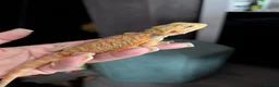Bearded Dragon reptiles for sale: Reduced for good homes  - Advert 7