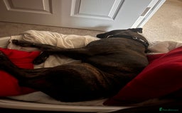 Staffordshire Bull Terrier dogs for sale: Beautiful boy needs rehoming  - Image 3