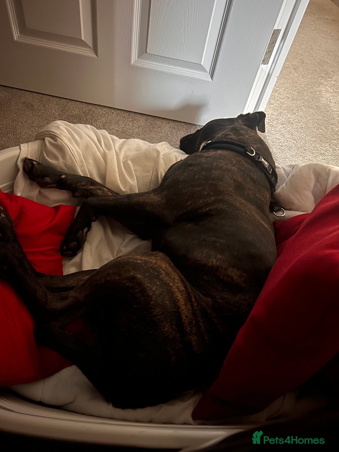 Staffordshire Bull Terrier dogs for sale: Beautiful boy needs rehoming  - Image 3